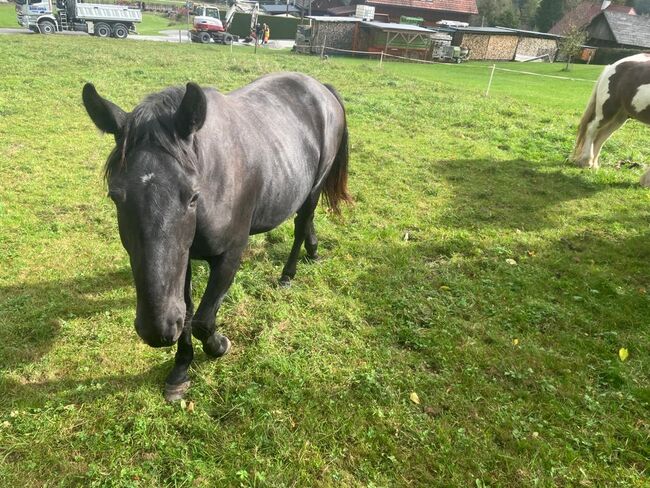 Warmblutstute, Daniel Pötsch , Konie na sprzedaż, Irdning , Image 6