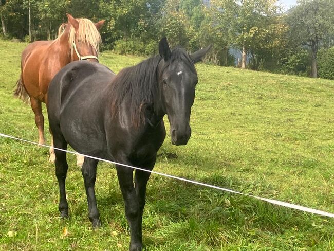 Warmblutstute, Daniel Pötsch , Konie na sprzedaż, Irdning , Image 3