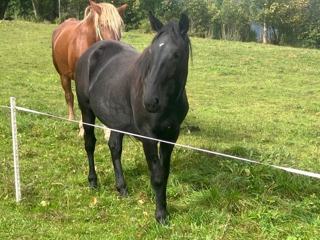 Warmblutstute, Daniel Pötsch , Konie na sprzedaż, Irdning , Image 2