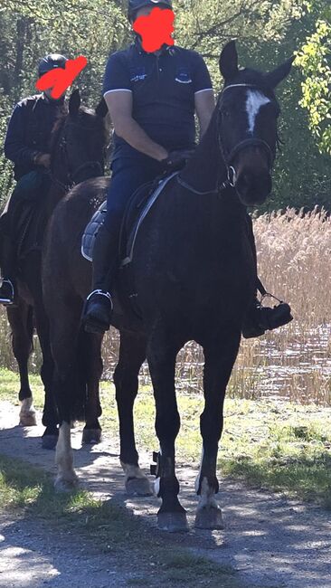Warmblutstute, Andrea Peham , Konie na sprzedaż, St. Georgen am Ybbsfelde