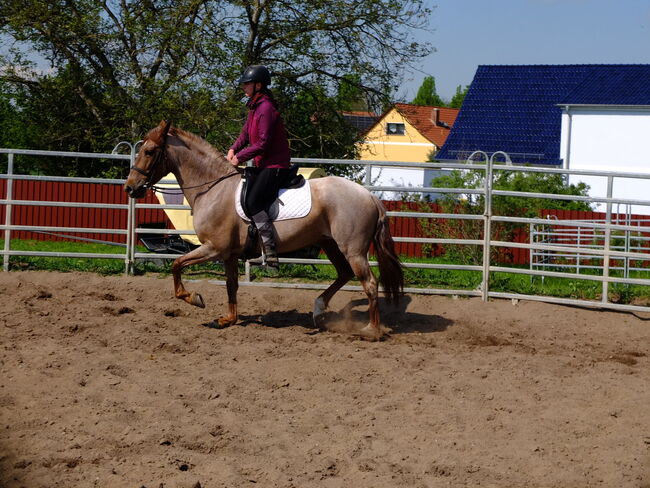 Warmblutstute "Perla"!, Pferdehandlung Christian Kürschner, Konie na sprzedaż, Buttstädt, Image 3