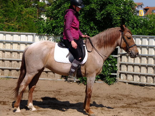 Warmblutstute "Perla"!, Pferdehandlung Christian Kürschner, Konie na sprzedaż, Buttstädt, Image 9