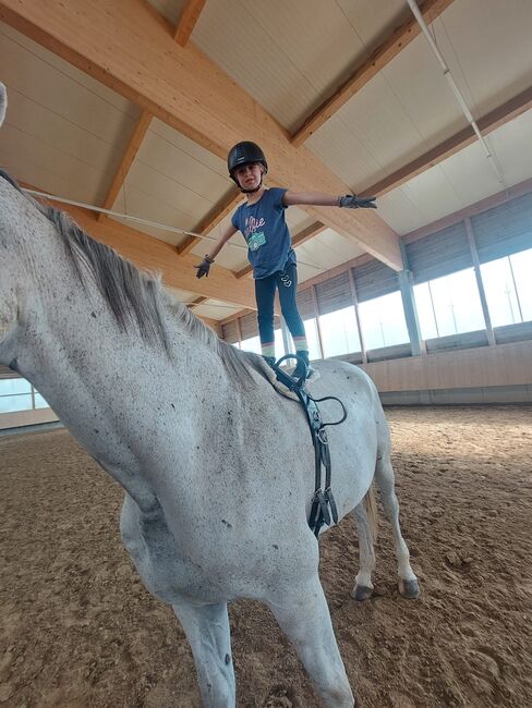 Westfalen Stute für Freizeit und Zucht, Desiree koch , Konie na sprzedaż, Geislingen 