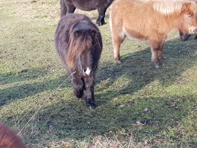 Shetland Pony Stuten mit Papieren, ZvS, Konie na sprzedaż, Schönwalde (Altmark), Image 5