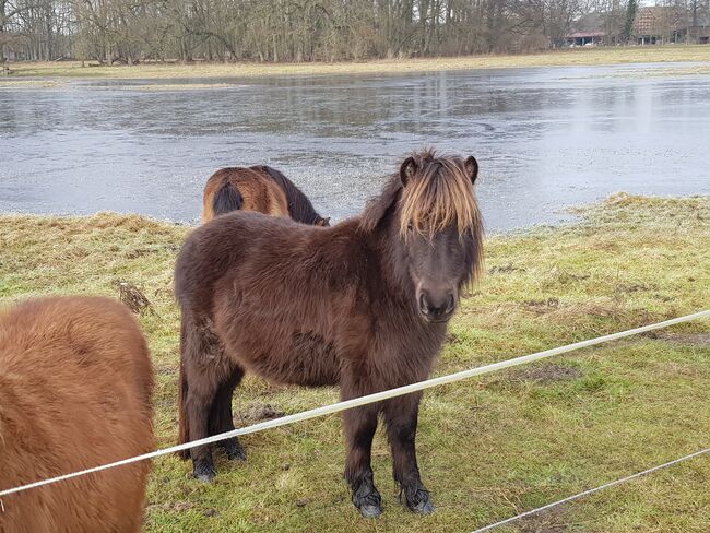 Shetland Pony Stuten mit Papieren, ZvS, Konie na sprzedaż, Schönwalde (Altmark), Image 3