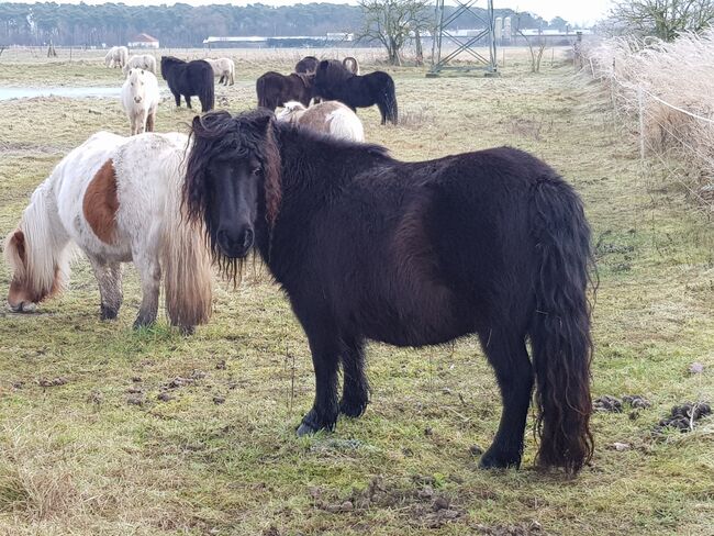 Shetland Pony Stuten mit Papieren, ZvS, Konie na sprzedaż, Schönwalde (Altmark), Image 2