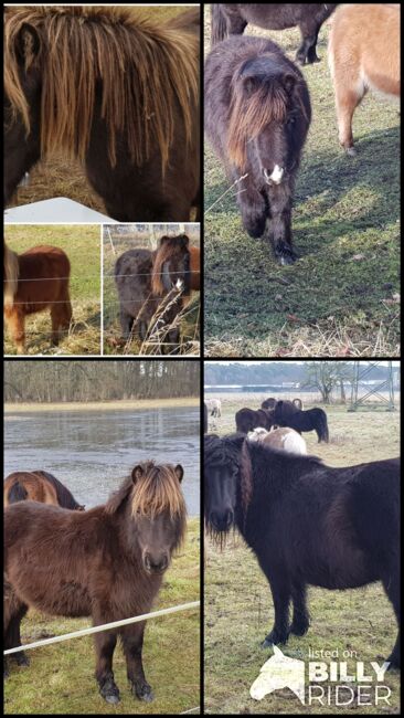 Shetland Pony Stuten mit Papieren, ZvS, Konie na sprzedaż, Schönwalde (Altmark), Image 6