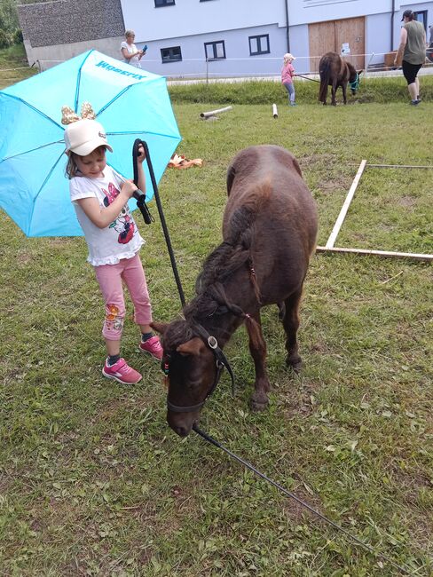 Shetty Stuten, Katja Peherstorfer, Konie na sprzedaż, Großschönau, Image 5