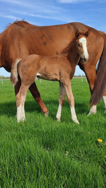 Stutfohlen 4x hoch weiß Sky x Floriscount, Daniela, Konie na sprzedaż, Oebisfelde, Image 4