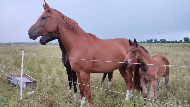 Stutfohlen 4x hoch weiß Sky x Floriscount, Daniela, Konie na sprzedaż, Oebisfelde, Image 8