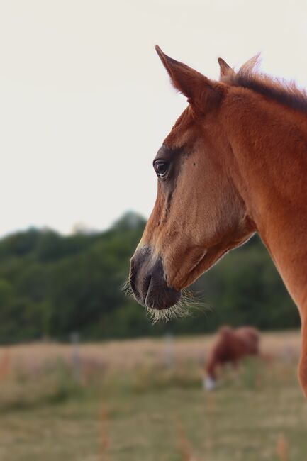 Paint Horse Stutfohlen Chestnut, Nadja Schulze , Konie na sprzedaż, Schlüsselfeld , Image 11