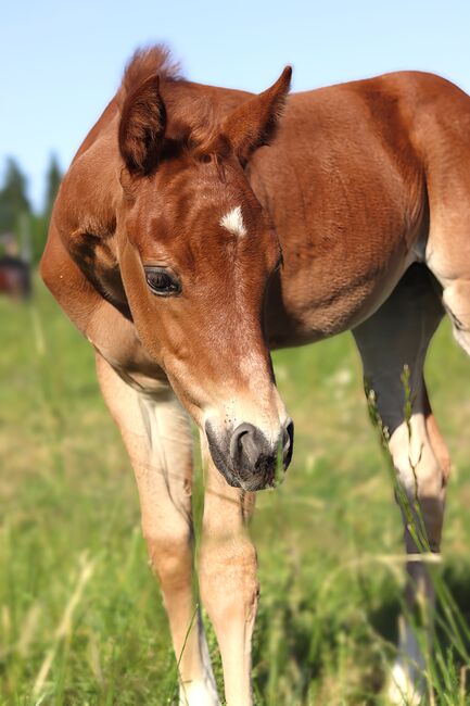 Paint Horse Stutfohlen Chestnut, Nadja Schulze , Konie na sprzedaż, Schlüsselfeld , Image 6