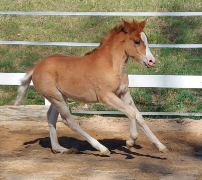 Knabstrupperpony Stutfohlen, Barbara Würtz, Konie na sprzedaż, Naila OT Culmitz