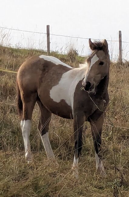 Painthorse Stutfohlen, Petra Mayerhofer, Konie na sprzedaż, Bernbeuren