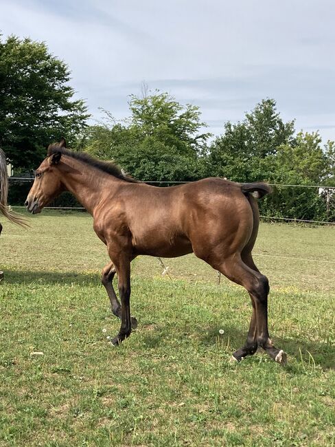 Appaloosa Stutfohlen, Bernd Krämer, Konie na sprzedaż, Pappenheim , Image 6