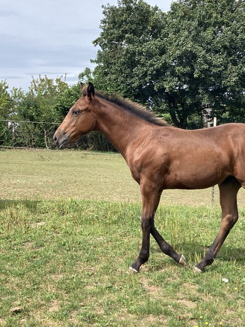 Appaloosa Stutfohlen, Bernd Krämer, Konie na sprzedaż, Pappenheim , Image 4