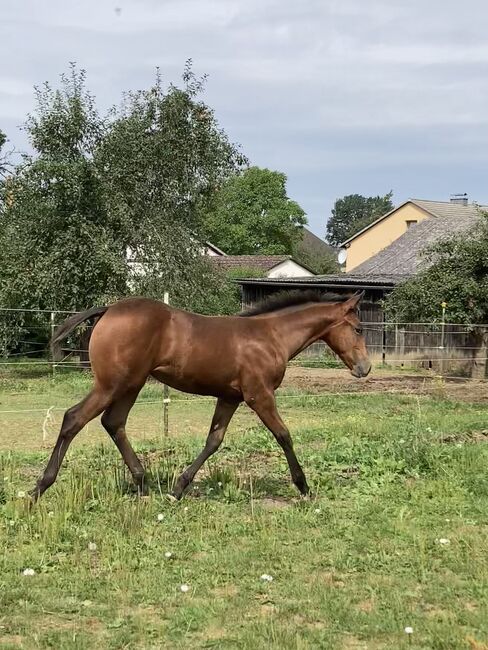 Appaloosa Stutfohlen, Bernd Krämer, Konie na sprzedaż, Pappenheim , Image 3