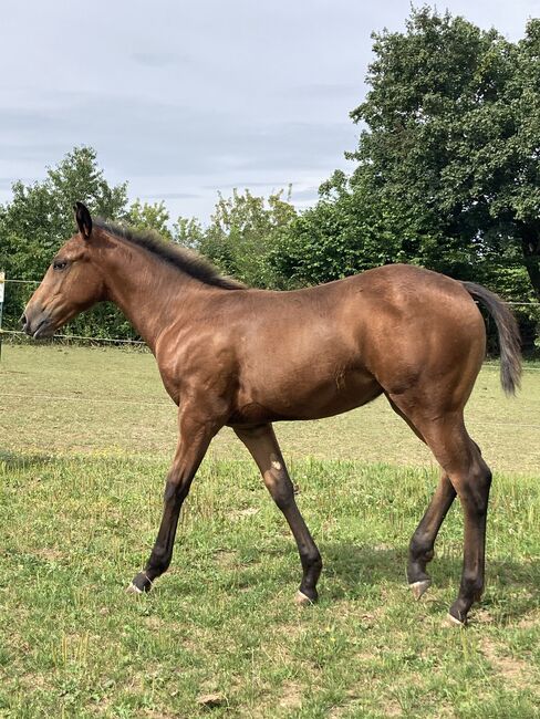 Appaloosa Stutfohlen, Bernd Krämer, Konie na sprzedaż, Pappenheim , Image 5