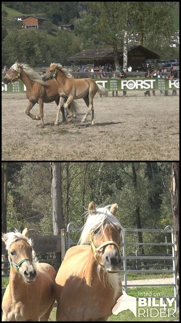 Haflinger stutfohlen, Holzknecht michael, Konie na sprzedaż, St. Leonhard in Pass., Image 3