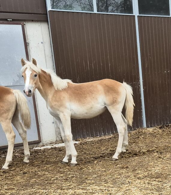 Haflinger Stutfohlen zu verkaufen, Sabine, Konie na sprzedaż, Ybbs