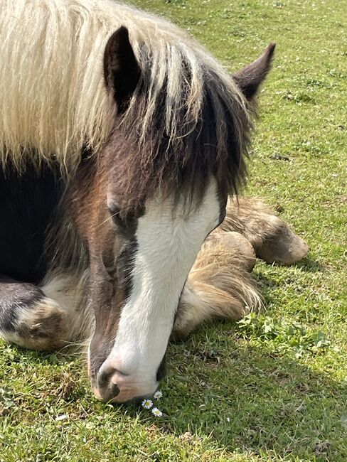 Irish Cob Stutfohlen, Verena Amacker, Konie na sprzedaż, Genevrey