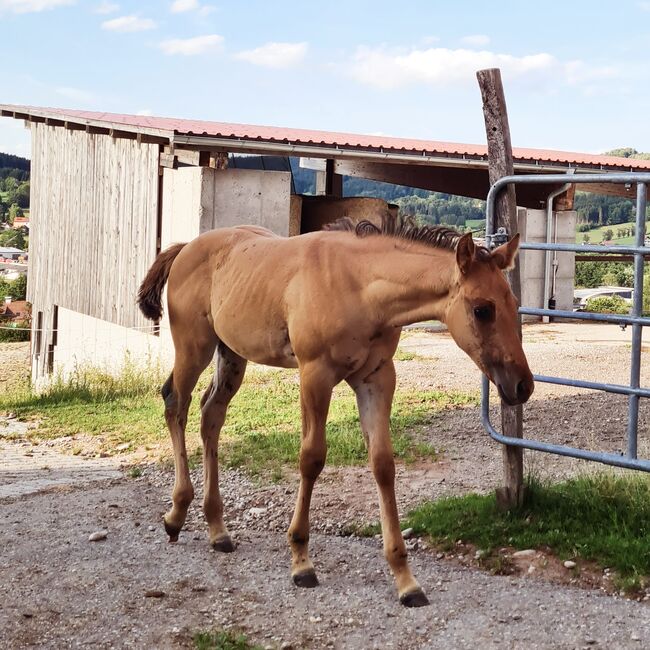 Quarterhorse Stutfohlen, Josef Plöetzeneder, Konie na sprzedaż, Ampflwang, Image 4