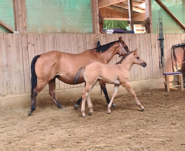 Quarterhorse Stutfohlen, Josef Plöetzeneder, Konie na sprzedaż, Ampflwang, Image 6