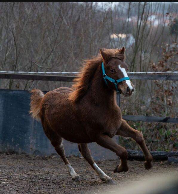 Quarter Horse Stutfohlen mit top Abstammung, Kerstin Rehbehn (Pferdemarketing Ost), Konie na sprzedaż, Nienburg, Image 6