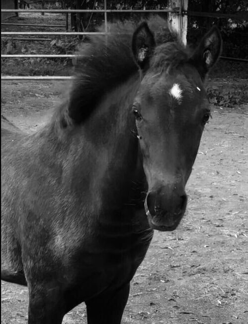 Stutfohlen Smoky Black/ Deutsches Reitpony, ST, Konie na sprzedaż, Trassem , Image 4