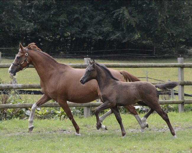 Stutfohlen Smoky Black/ Deutsches Reitpony, ST, Konie na sprzedaż, Trassem , Image 5