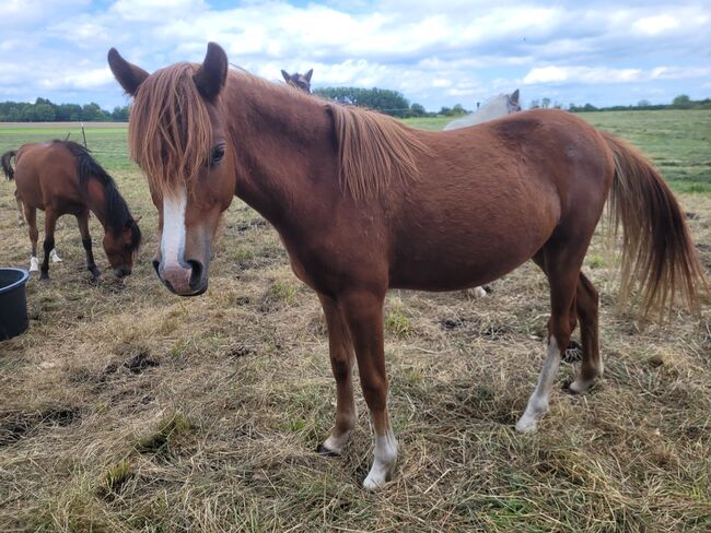 Welsh B Stutfohlen aus 2024 zu verkaufen / Pony / Welsh A, Reitsport Klatt, Konie na sprzedaż, Pfullendorf, Image 2
