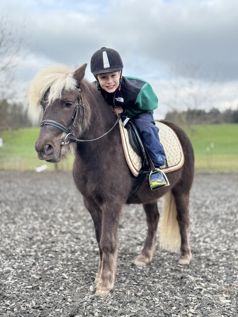 Classic Pony 7J, Corina Meier, Horses For Sale, Zürich, Image 5