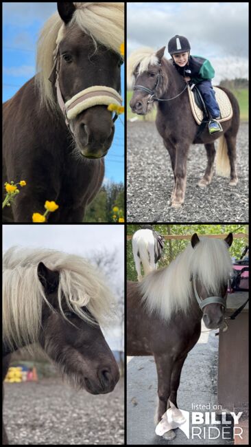 Classic Pony 7J, Corina Meier, Horses For Sale, Zürich, Image 6
