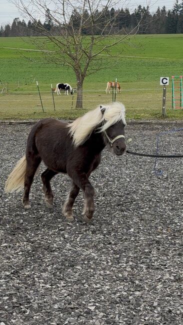 Classic Pony 7J, Corina Meier, Horses For Sale, Zürich, Image 4