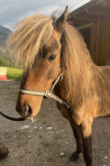 Classic Pony Hengst, BM, Horses For Sale, Oetz, Image 4