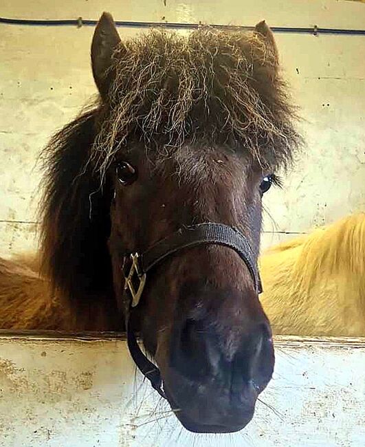 Klein, aber Dein ... coole freundliche Stute für Zucht und Freizeit, Islandpferde-aus-Island, Pferd kaufen, Südisland
