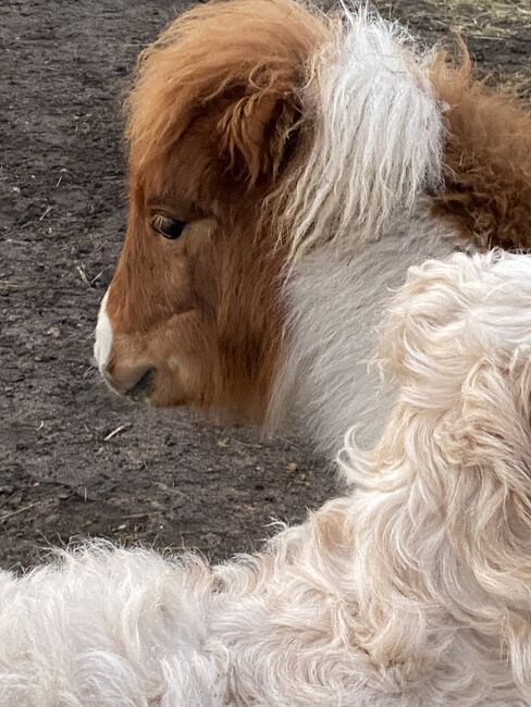 Minishetty-Stutfohlen, Privat, Horses For Sale, Burg, Image 6