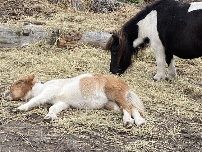 Minishetty-Stutfohlen, Privat, Horses For Sale, Burg, Image 5