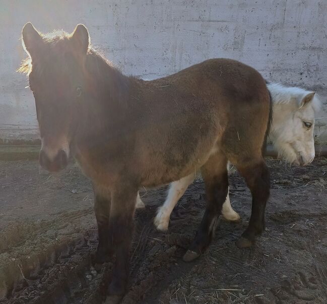 Kleinpferd, stabiles Hengstfohlen, TH, Horses For Sale, Treuenbrietzen, Image 6