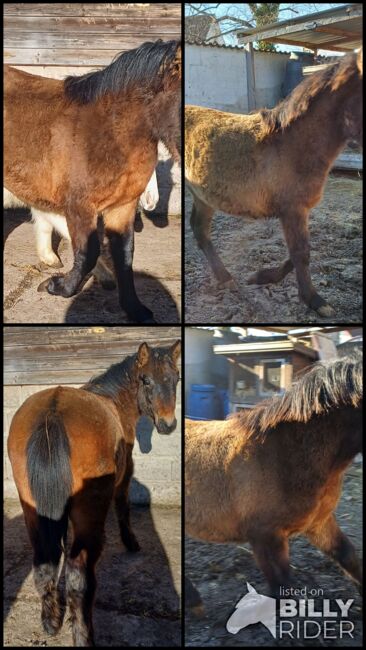 Kleinpferd, stabiles Hengstfohlen, TH, Horses For Sale, Treuenbrietzen, Image 9