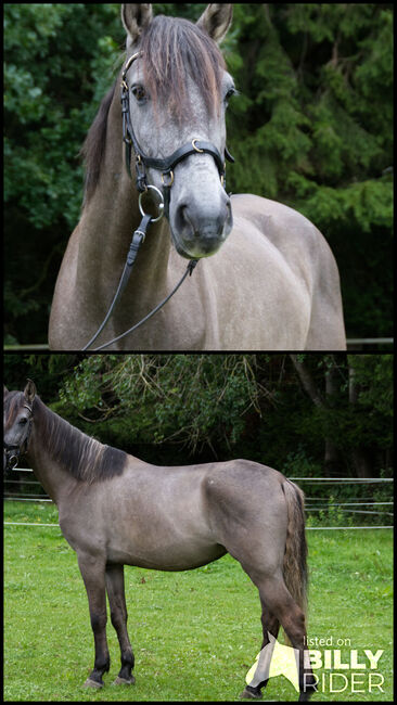 Kleiner Charmeur mit großem Herzen, Elke Heberling, Horses For Sale, Schramberg-Sulgen, Image 3