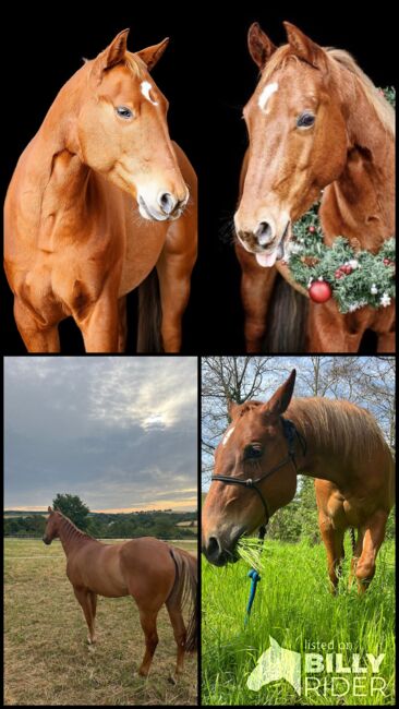 Kleiner Charmeur sucht Herzensplatz, Johanna Vo, Horses For Sale, Flein, Image 7