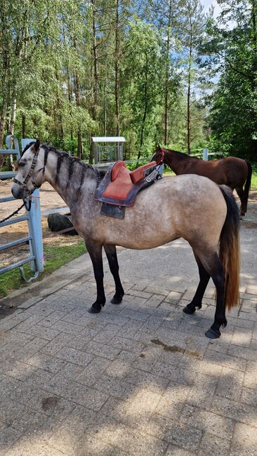 Kleine Lusitano-Mix Stute 3 jahre alt, Anna, Pferd kaufen, Celle, Abbildung 4