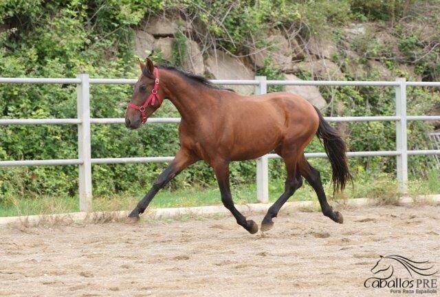 kleiner aber wundervoller PRE Hengst - mit tollen Bewegungen, Thomas Adams (Caballos PRE), Horses For Sale, Bell, Image 3