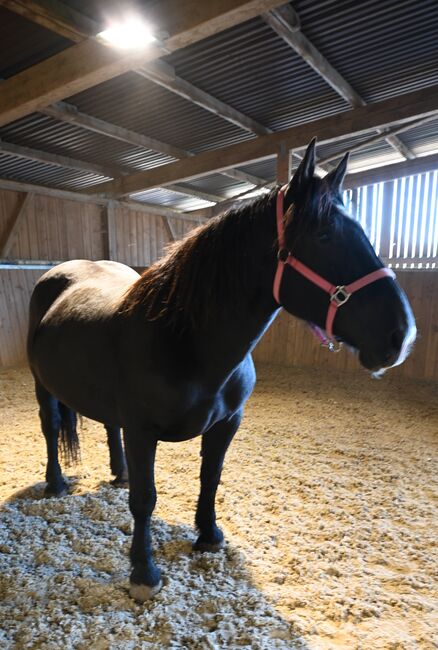 Kleine Noriker Rapp Stute 12j., Manuela KUBNY , Horses For Sale, Küßnach , Image 5