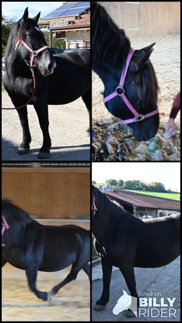 Kleine Noriker Rapp Stute 12j., Manuela KUBNY , Horses For Sale, Küßnach , Image 7