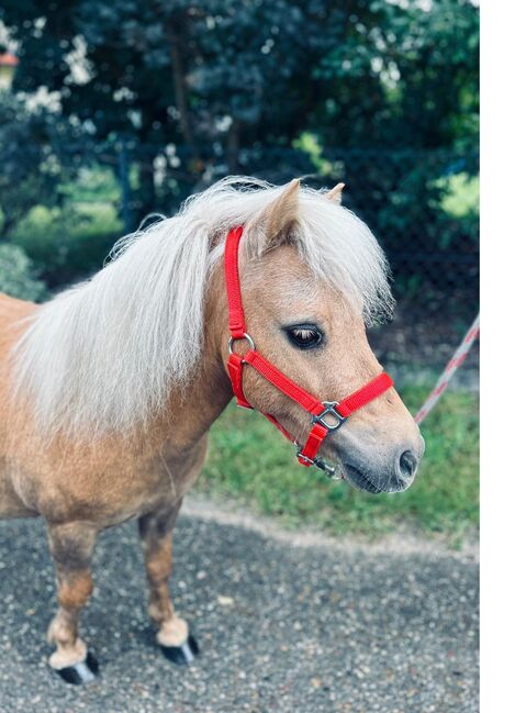 Der kleine Prinz sucht dich, Sport- und Freizeitpferde Fuchs, Pferd kaufen, Ellgau, Abbildung 6