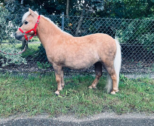 Der kleine Prinz sucht dich, Sport- und Freizeitpferde Fuchs, Pferd kaufen, Ellgau, Abbildung 3