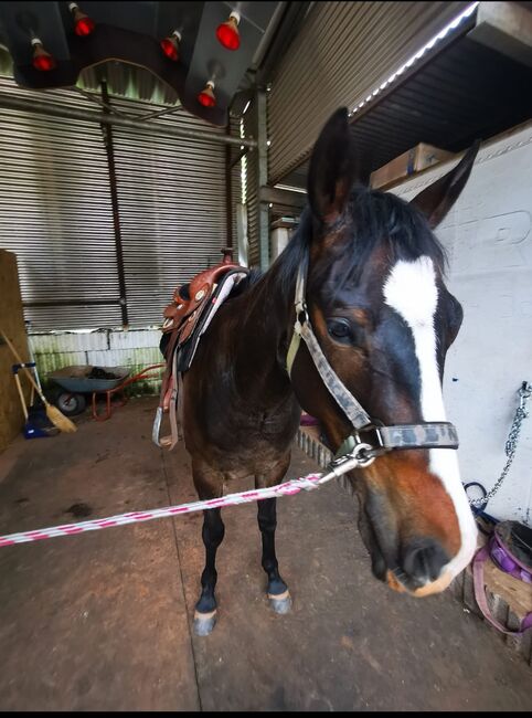 kleiner, absolut lieber Quarter Horse Wallach sucht ein neues Zuhause, Kerstin Rehbehn (Pferdemarketing Ost), Pferd kaufen, Nienburg, Abbildung 4