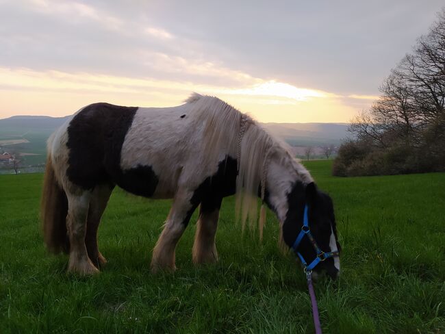 Kleiner Tinker Reitpony Fahrpony Wallach, JM, Pferd kaufen, Lamspringe , Abbildung 2